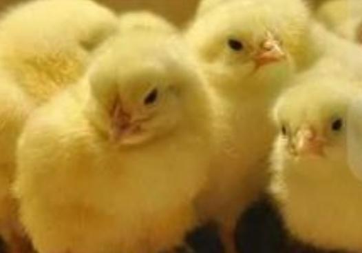 Цыплята кобб500,росс308,от суток до месяца.