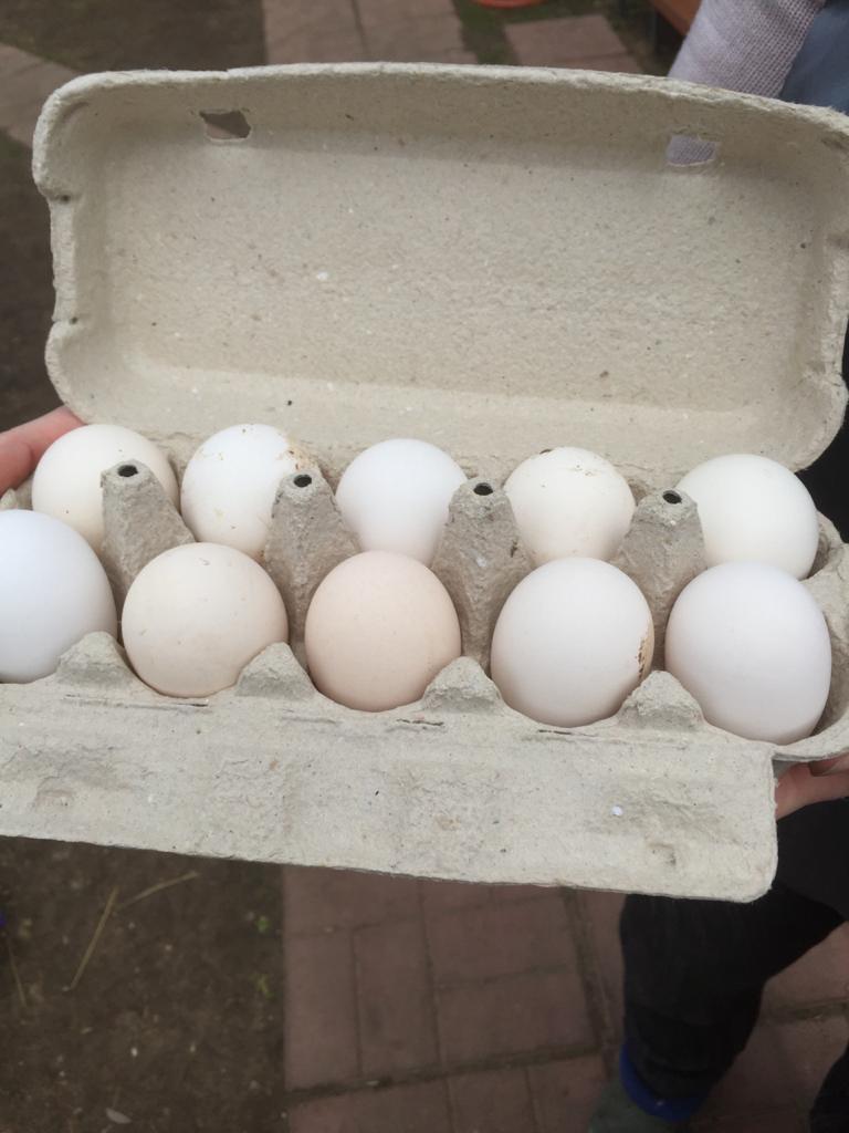 Пушкинские яйца купить