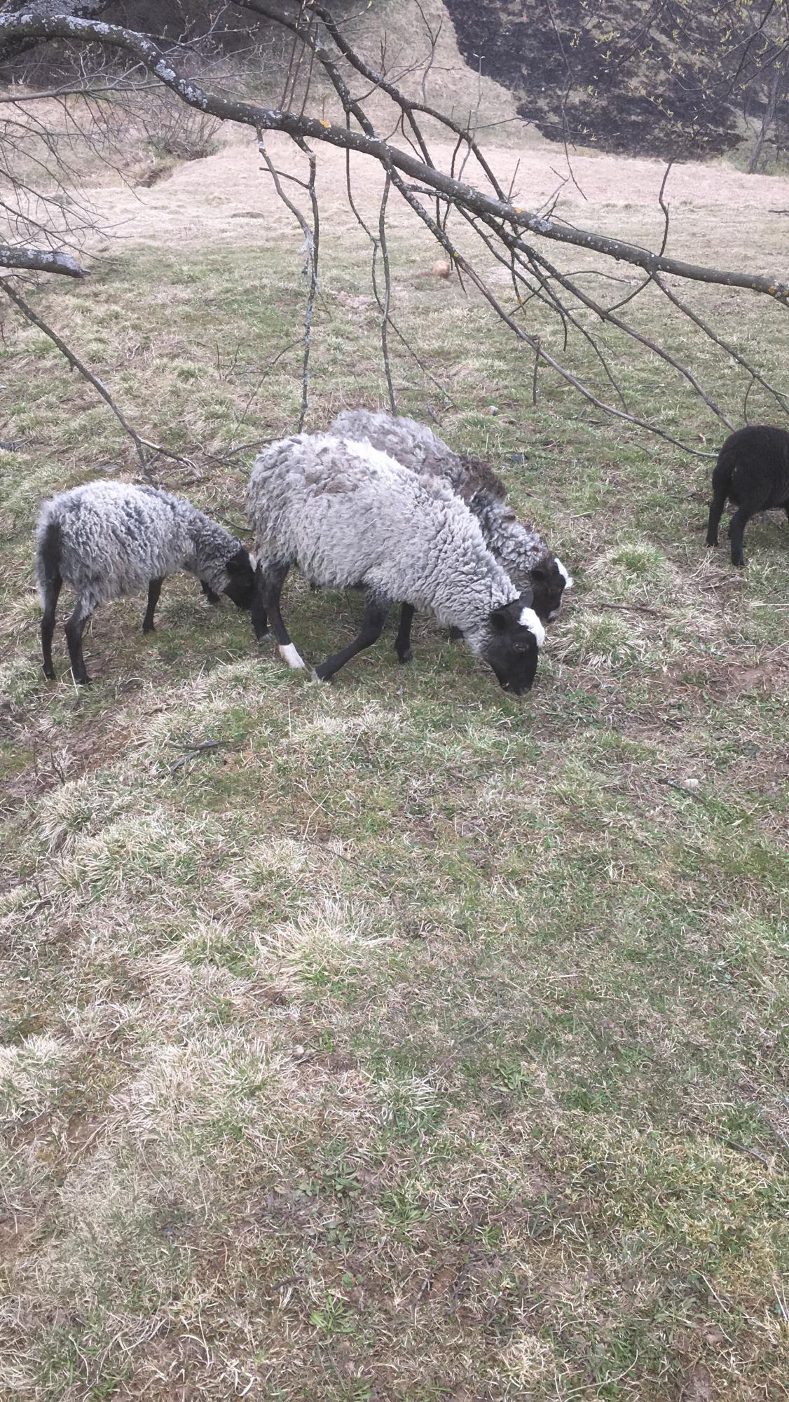 Козы и овцы - фотография № 2