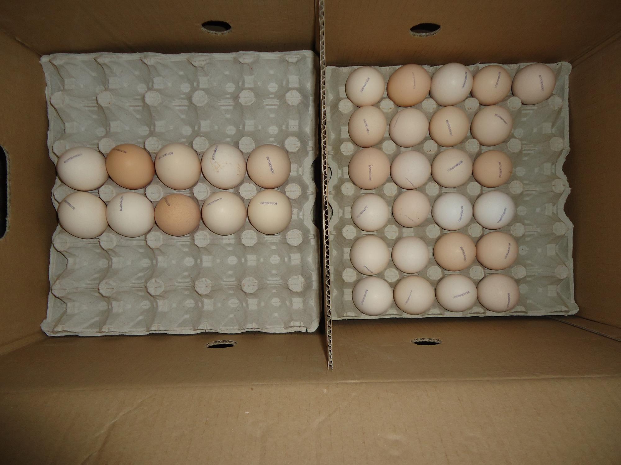 Инкубационное яйцо - фотография № 7