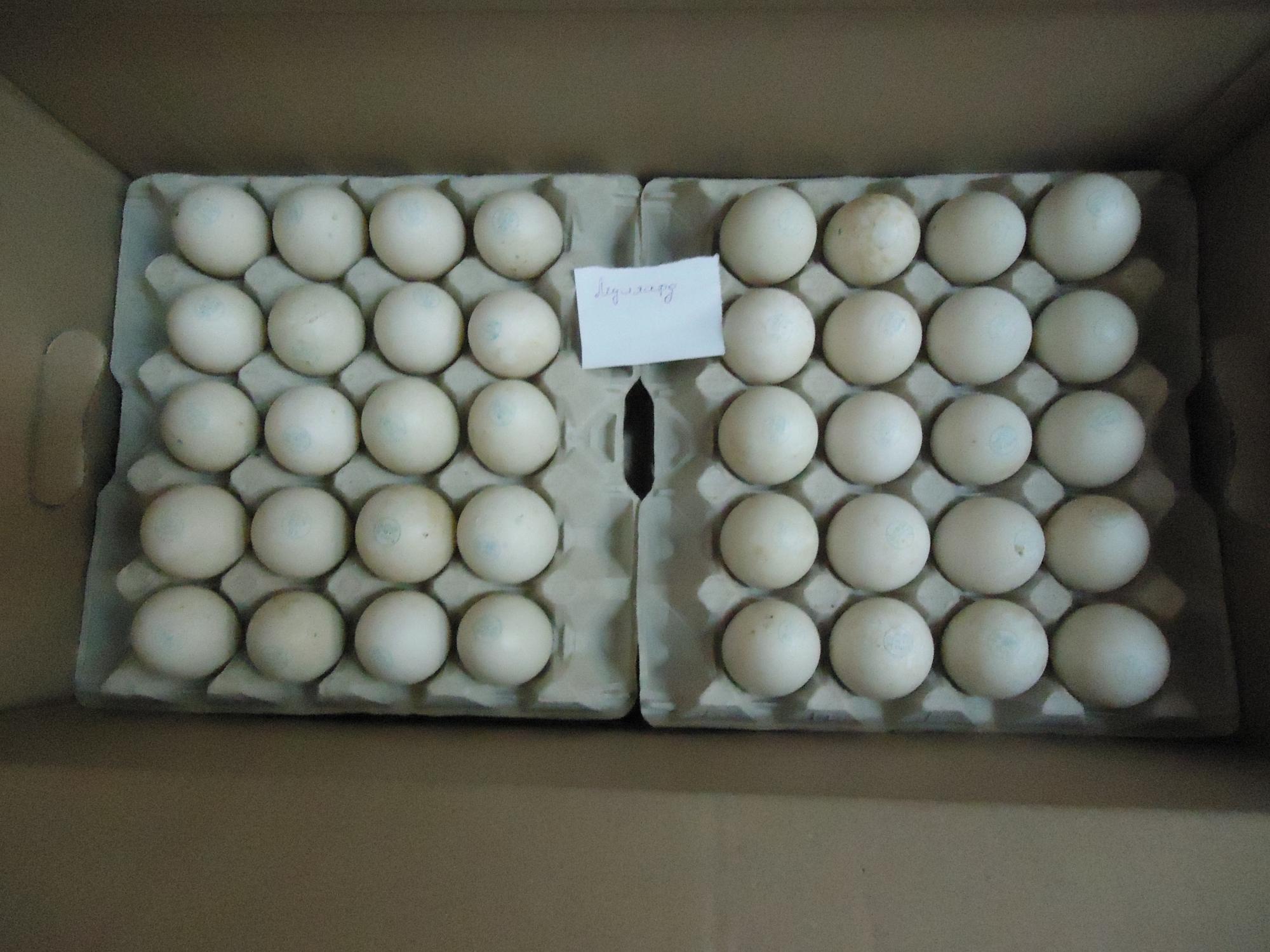 Инкубационное яйцо - фотография № 8