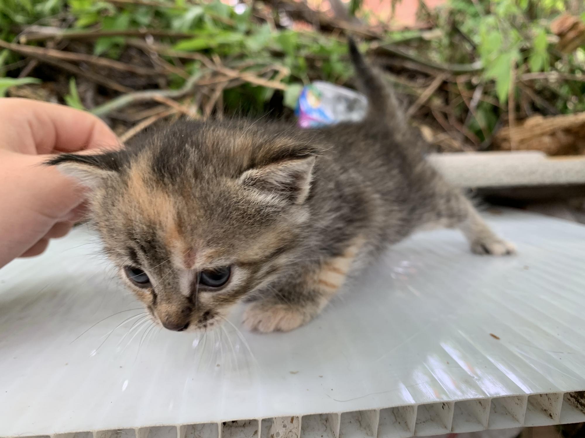 Котята в новосибирске в добрые руки с фото