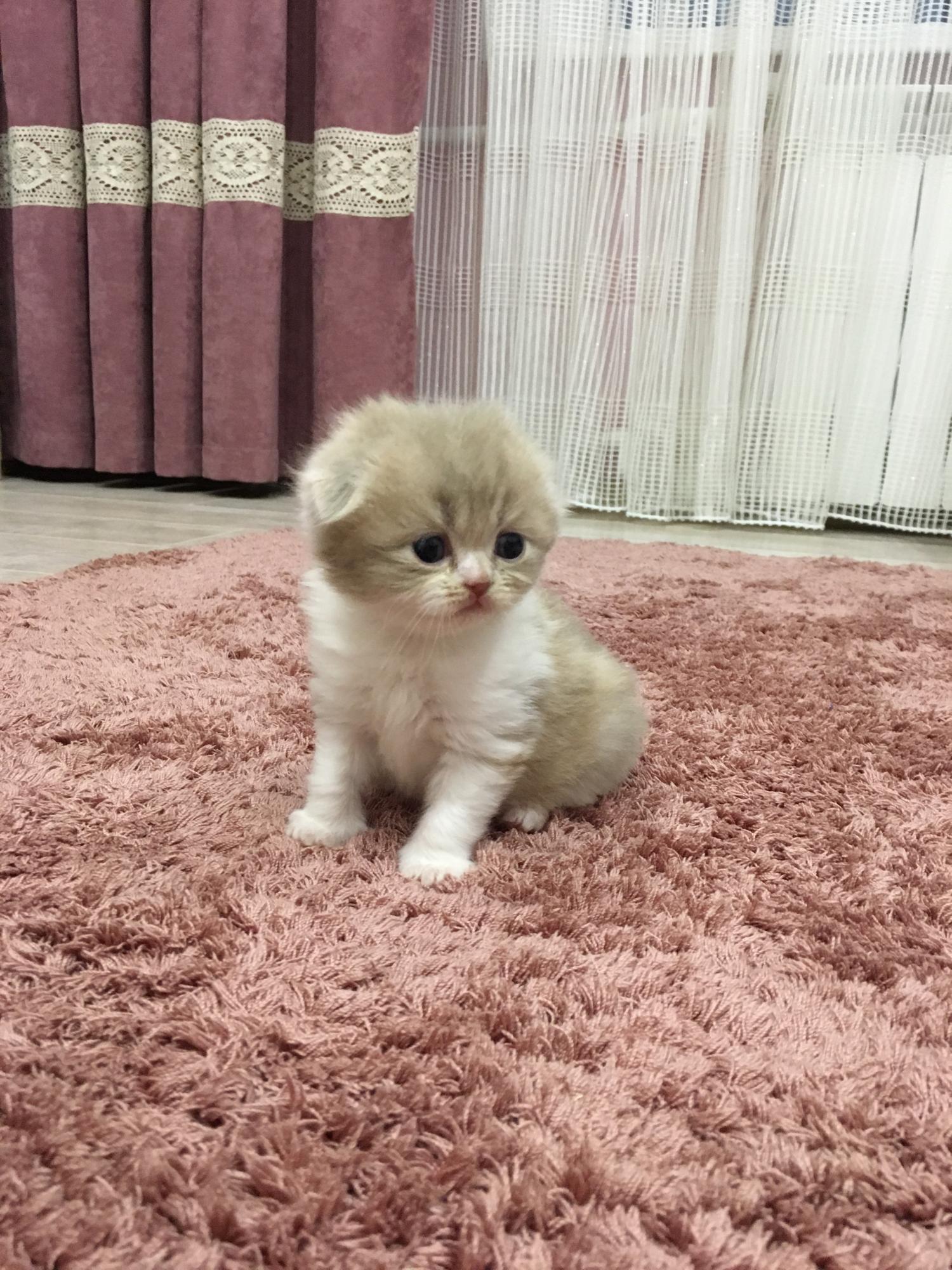 Котята екатеринбург. Котята екатеринбург свежие объявления. Авито екатеринбург котята. Возьму котенка. Новорожденные котята скоттиш страйт.