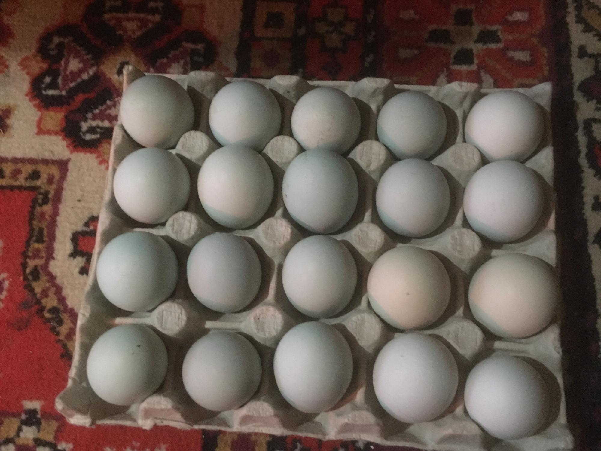 Яйцо инкубационное ухейилюй150₽ - фотография № 1