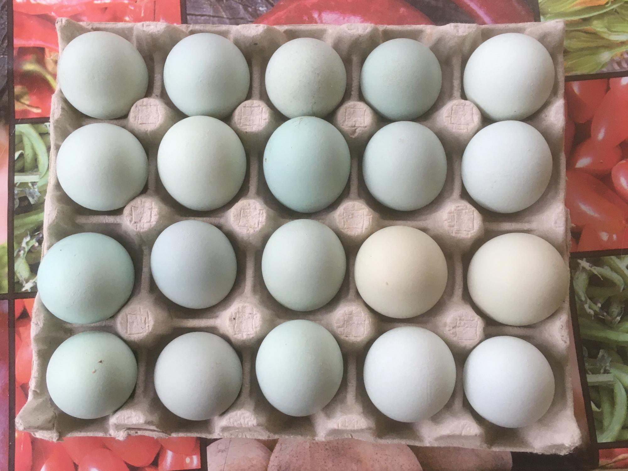 Яйцо инкубационное ухейилюй150₽ - фотография № 2