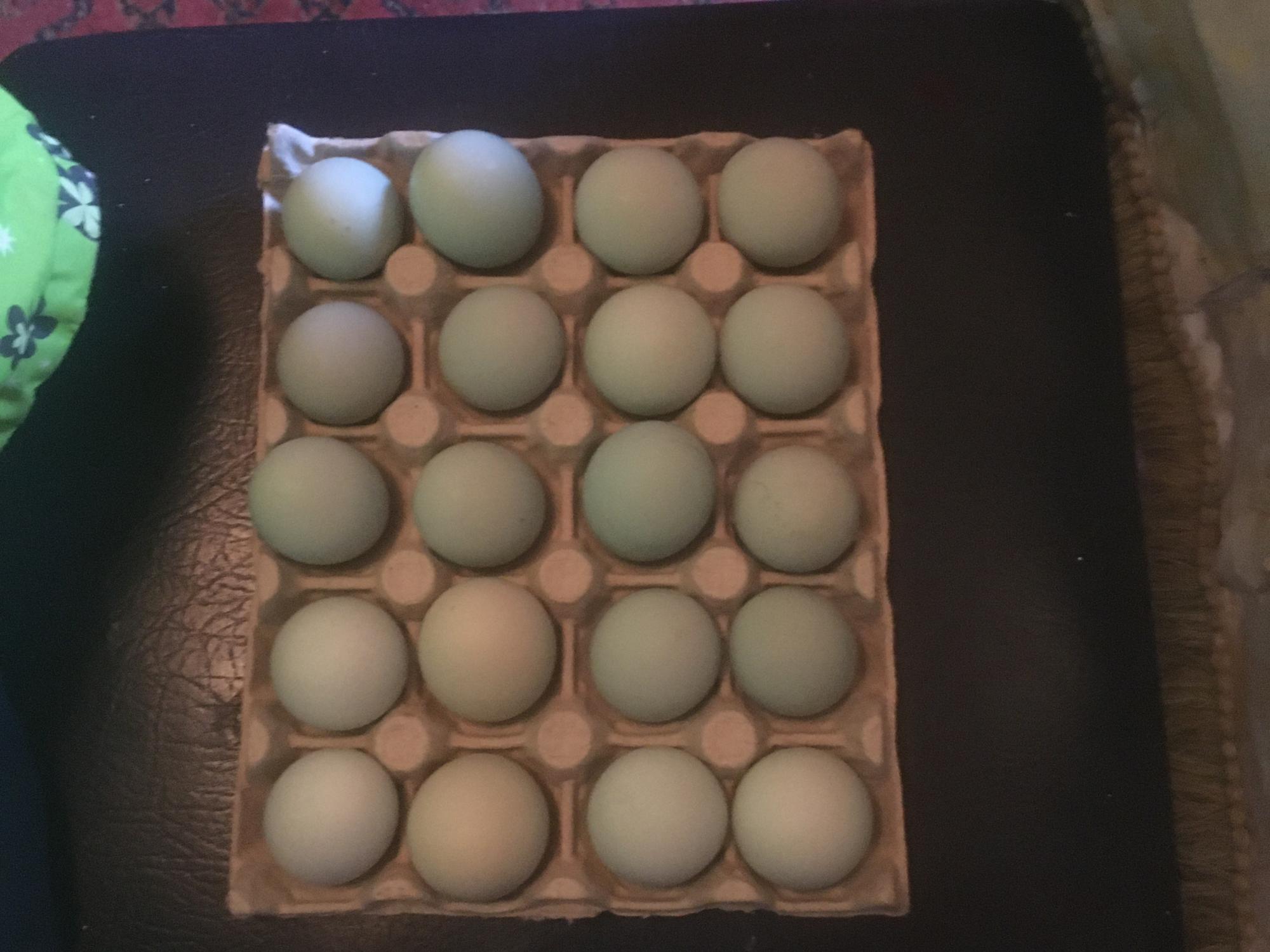 Яйцо инкубационное ухейилюй150₽ - фотография № 5