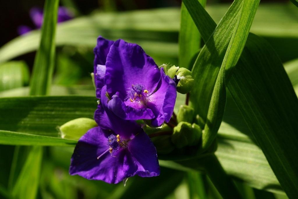 Уличная традесканция фото виды и сорта