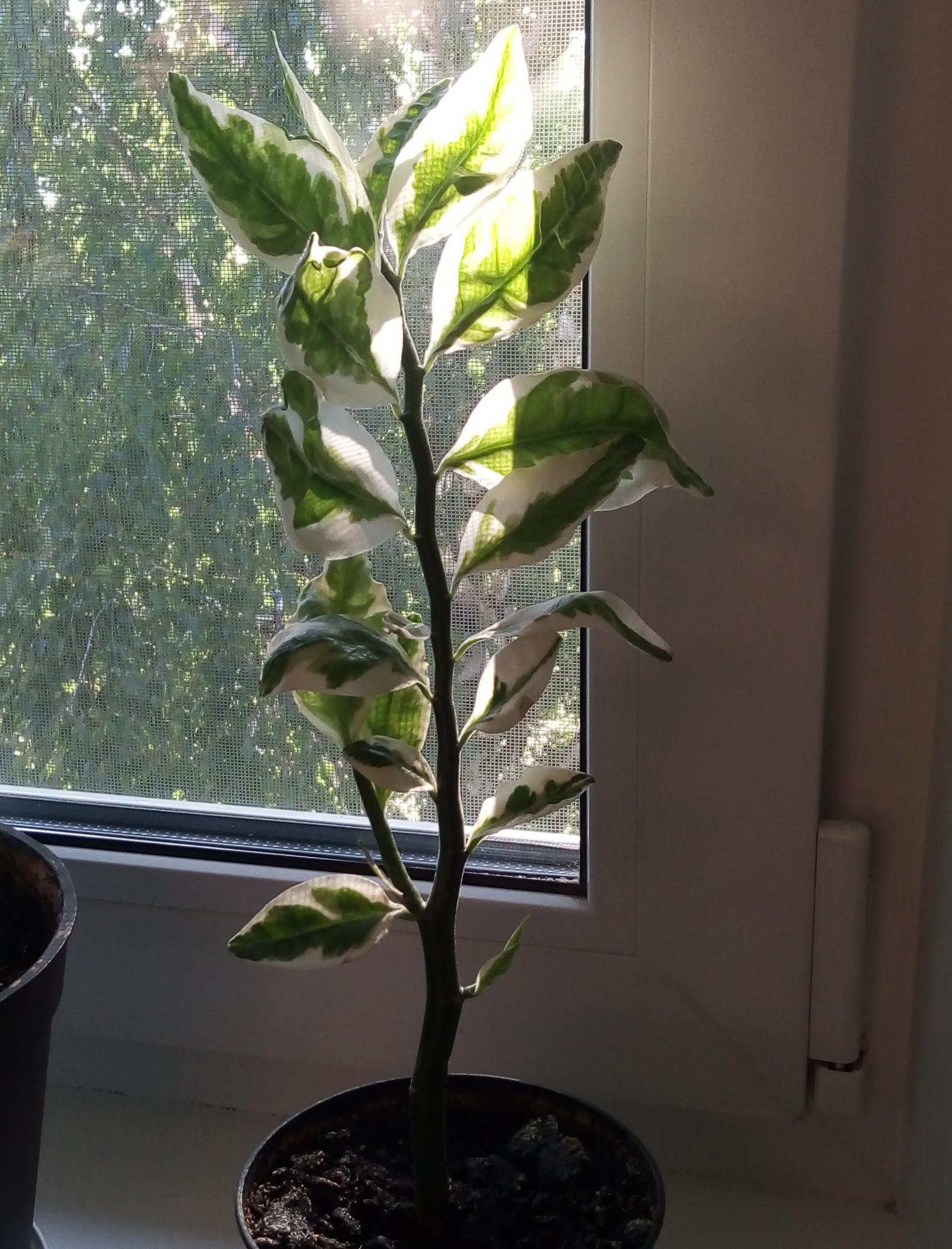 педилантус комнатное растение фото уход в домашних
