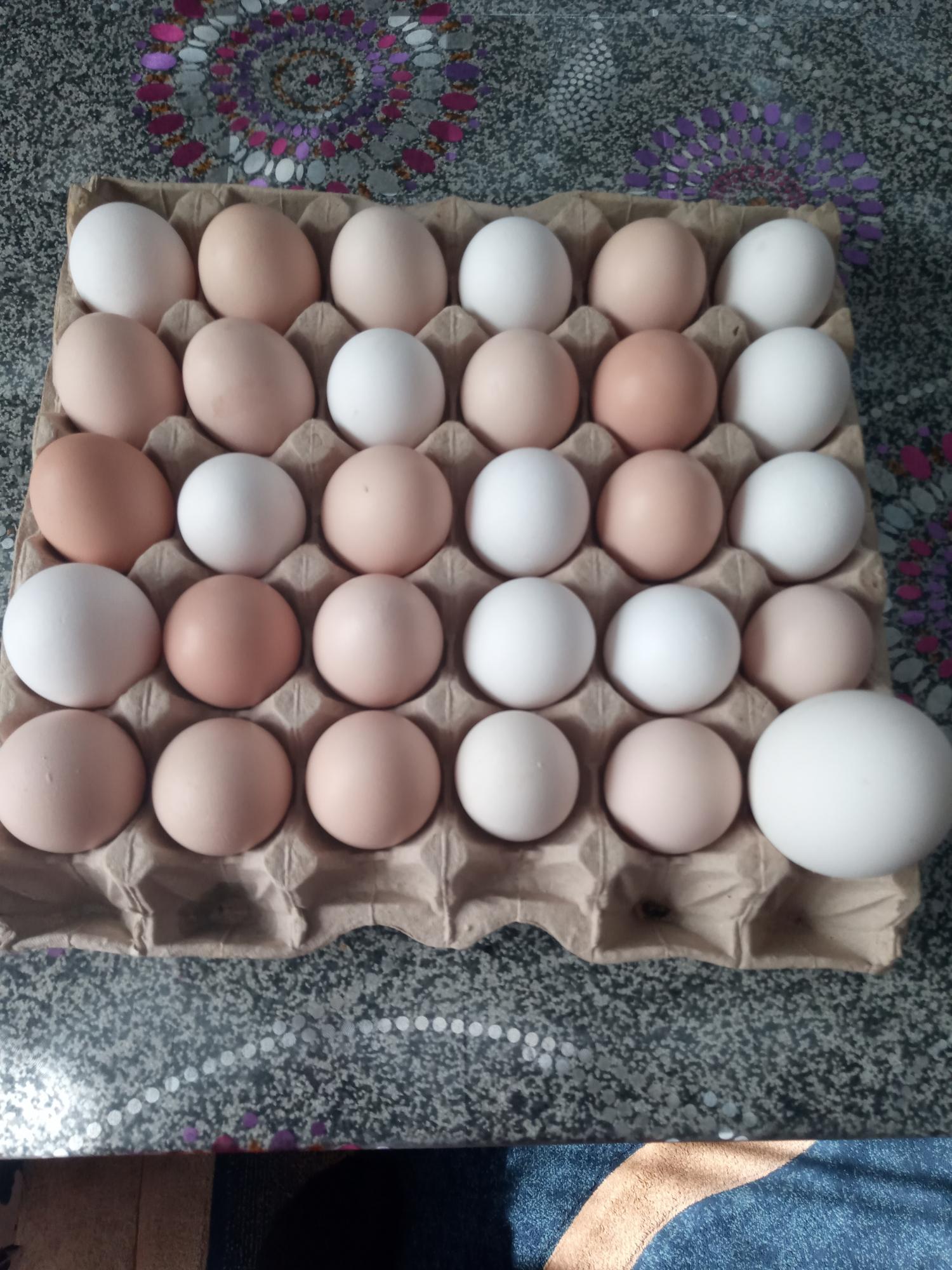 Яйцо куриное инкубационное и для еды.