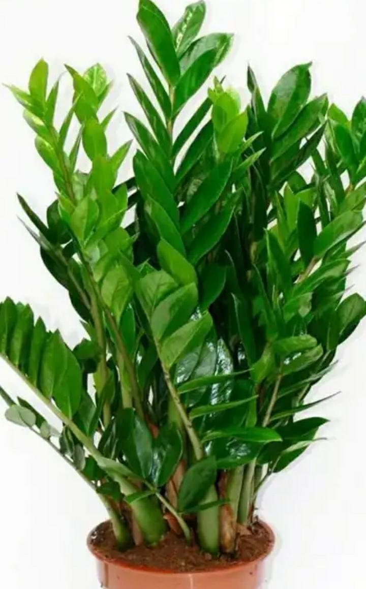 Zamioculcas долларовое дерево